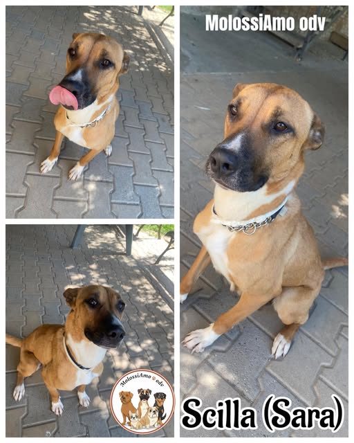 Qua la Zampa tweet media