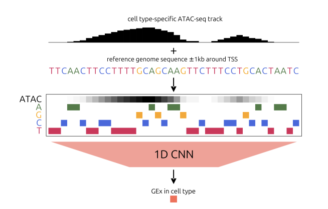 BiologyAIDaily's tweet photo. Refining Sequence-to-Expression Modelling with Chromatin Accessibility

1. The paper tests a simple but broadly compatible idea: add a cell type-specific ATAC-seq accessibility track as an extra input channel to a promoter sequence CNN, so the model can condition sequence-to-expression prediction on which bases are actually accessible in that context.

2. Using human single-cell multiome data (PBMC, brain, jejunum; 12 cell types total), they predict a probabilistic expression phenotype per gene per cell type: GEx = fraction of cells in that cell type with nonzero UMI for the gene, yielding targets in [0,1] that are comparable across cell types.

3. Architecture: an Xpresso-like 1D CNN on ±1 kb around TSS (2 kb total). Inputs are either DNA-only (4 one-hot channels), ATAC-only (1 channel), or DNA+ATAC (5 channels). Models are matched in architecture/size, enabling clean ablations.

4. Main result: DNA+ATAC consistently outperforms DNA-only and ATAC-only across datasets and cell types. In PBMC, mean Pearson r improves from ~0.37 (DNA) and ~0.49 (ATAC) to ~0.53 (DNA+ATAC), with similar gains in Spearman, MSE, and R2; improvements are statistically supported via paired Wilcoxon tests across CV folds.

5. Scrambling experiments show both modalities matter: if DNA is scrambled during training, performance drops to ATAC-only levels; if ATAC is scrambled, it drops to DNA-only levels. Scrambling both collapses performance near zero, supporting that the combined model leverages complementary sequence-accessibility information rather than just one dominating.

6. A key evaluation angle: highly variable genes. All models struggle more on these genes, but the relative gain from adding ATAC is larger for highly variable genes than for the full gene set, suggesting the augmented model is less driven by low-variance/housekeeping signal.

7. Cross-cell-type generalization: models trained in one cell type perform similarly when tested on other cell types within the same dataset (noting that true GEx correlations across cell types are already high). The augmented model maintains its advantage in these cross-cell-type tests, including on highly variable genes.

8. Interpretation: SHAP DeepExplainer attributions show ATAC attributions peak around promoter-proximal regions (slightly upstream of TSS), and—importantly—DNA channel attributions in the DNA+ATAC model become more correlated with accessibility across positions. This suggests accessibility guides the model to focus sequence learning on open regulatory DNA.

9. Sequence pattern findings: k-mer attribution analyses indicate the augmented model is less reliant on CpG dinucleotides than DNA-only, and 6-mer importance becomes more cell type-consistent with lineage relationships (e.g., CD4 vs CD8 T cells). TF-MoDISco + motif matching identifies motifs that become detectable with ATAC conditioning, including cell type-specific factors (e.g., RXRA in monocytes; ETS1 in CD4 T cells) and pioneer-factor-like signals (e.g., GATA2) that may act partially independently of accessibility.

10. Practical notes and limitations: fine-tuning helps—pretrain DNA-only, then initialize DNA+ATAC and fine-tune, improving performance and balancing modality reliance. Sequencing depth strongly affects results; using a more deeply sequenced scRNA dataset improves performance. Variant-effect prediction on a GTEx promoter eQTL benchmark is poor here, likely due to (i) predicting expression probability rather than abundance, (ii) short 2 kb inputs, and (iii) cell-type-specific training vs heterogeneous benchmark; longer inputs up to 13.5 kb improve all models but do not remove the DNA+ATAC advantage.

💻Code: https://t.co/Btk3IjbYq9
📜Paper: https://t.co/9miOQ7qMIe
#computationalbiology #bioinformatics #genomics #deepLearning #singlecell #ATACseq #RNAseq #geneRegulation #interpretableML #CNN