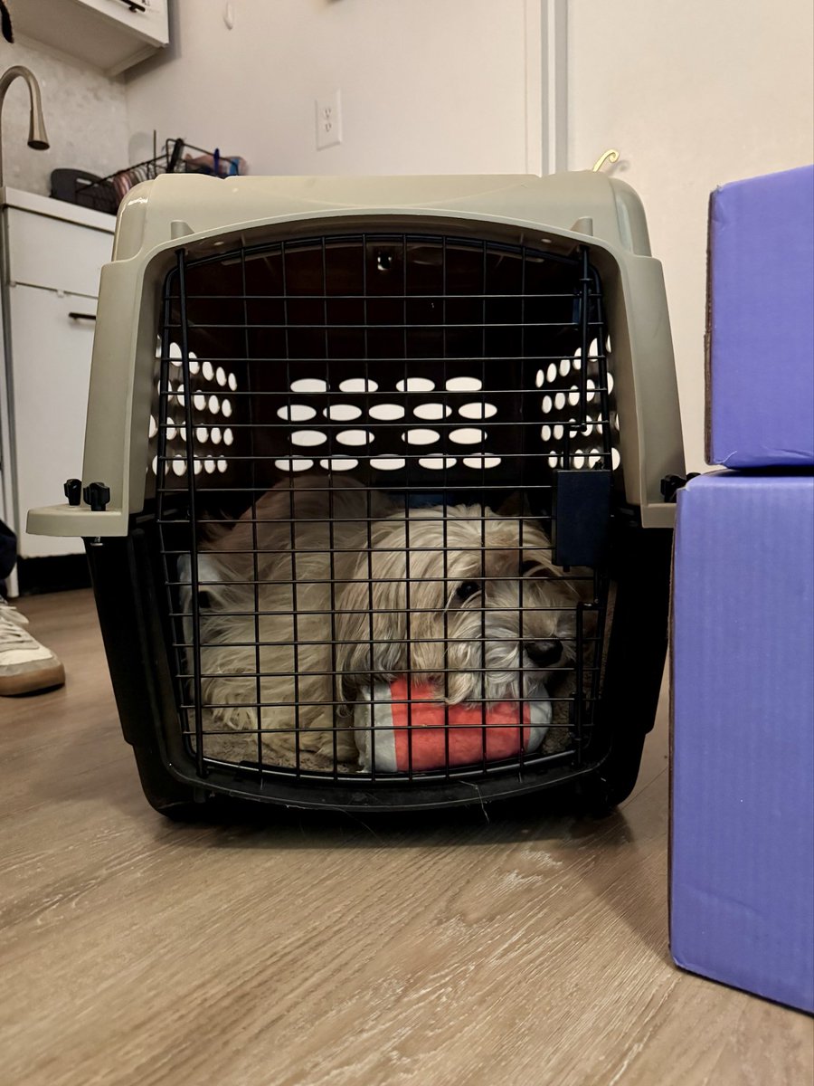 Sophie Vershbow tweet media