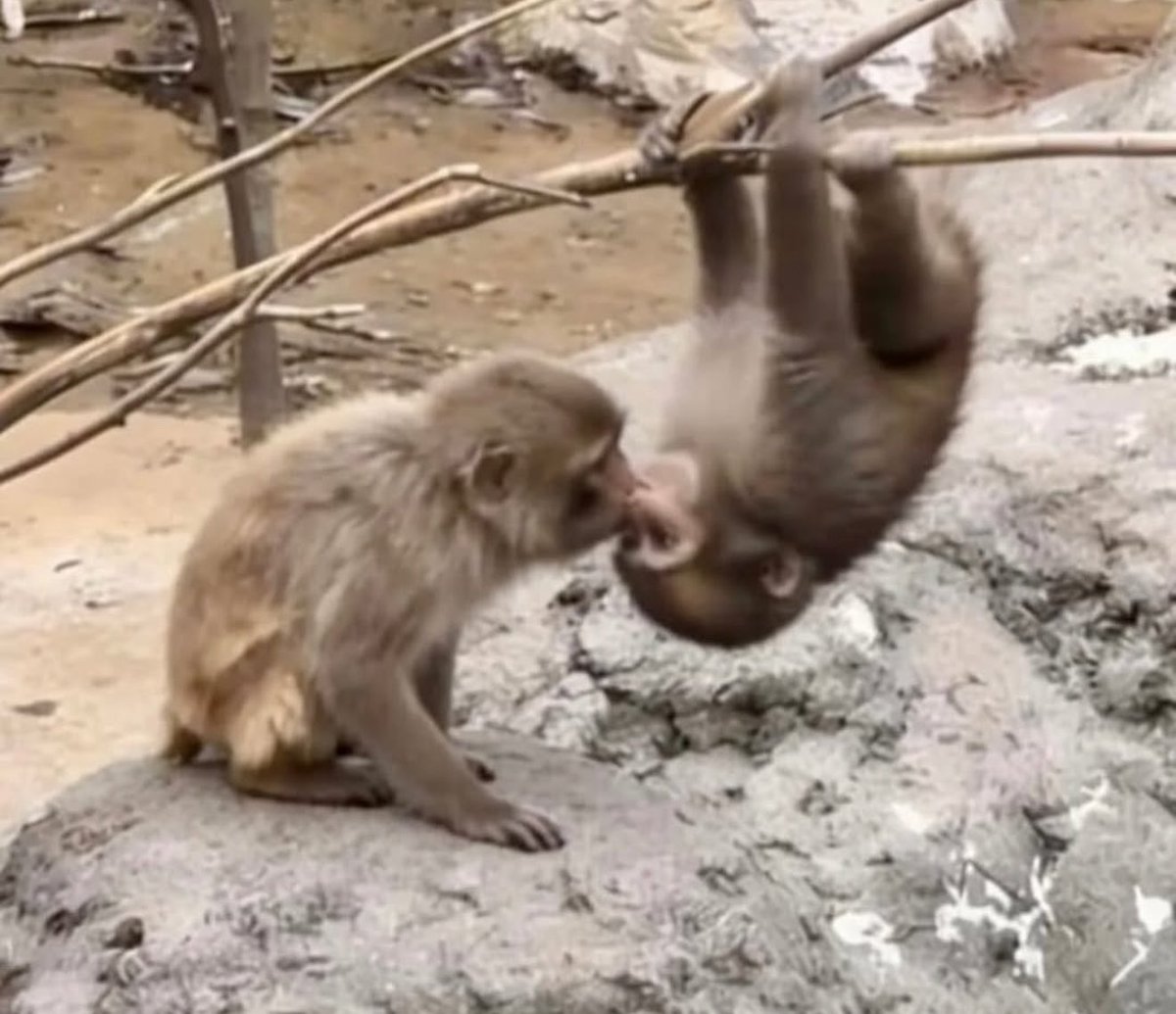 Out Of Context Monkeys tweet media