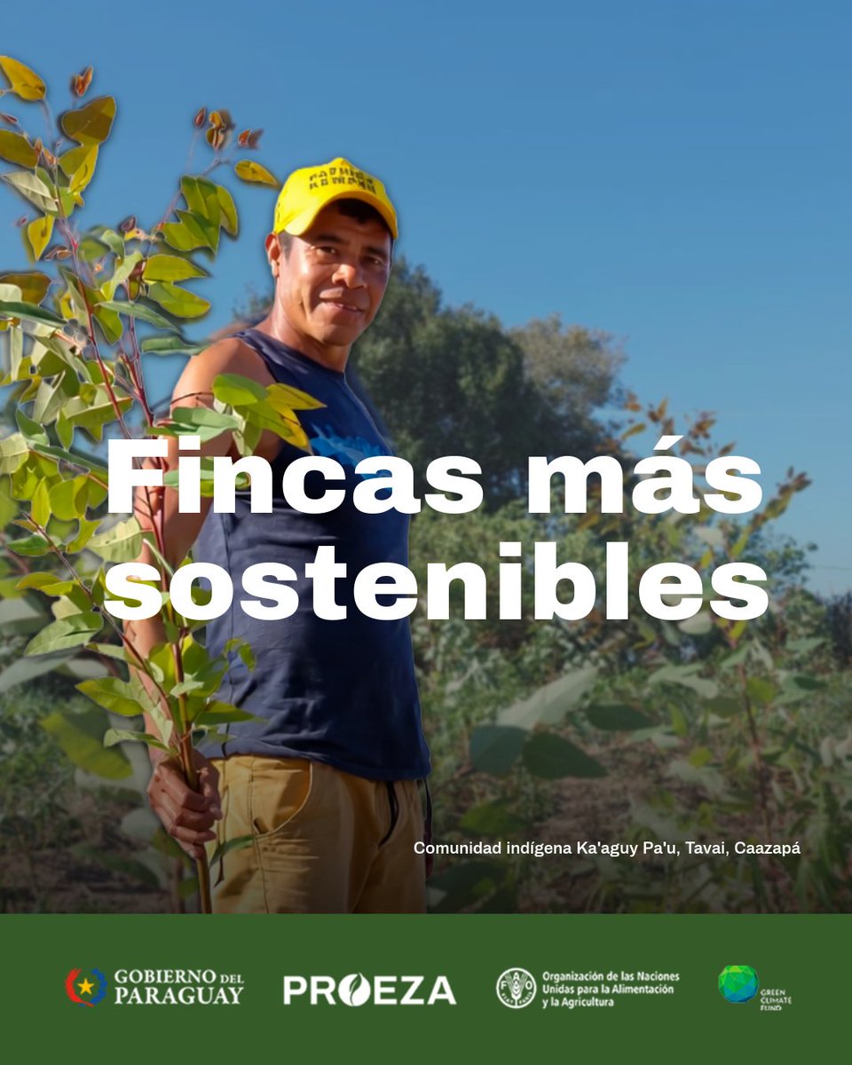 Instituto Forestal Nacional del Paraguay tweet media