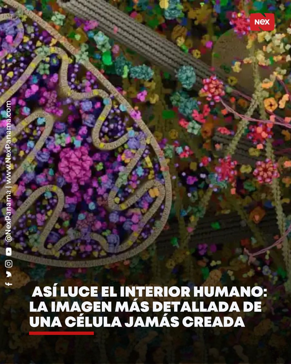 NEX Panama tweet media