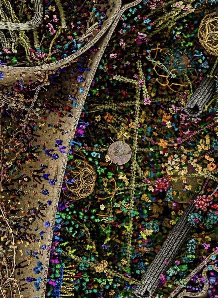 NEX Panama tweet media