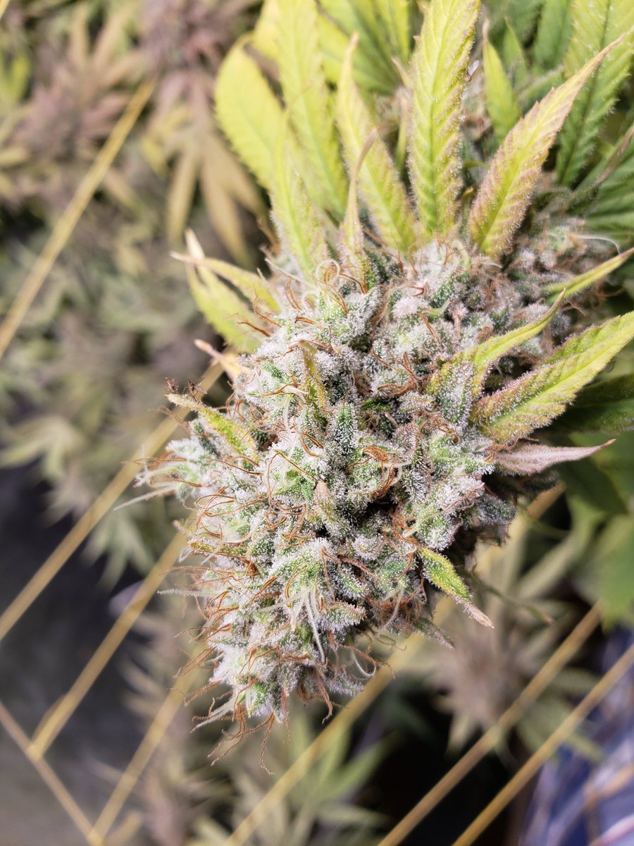 BuddhaSeeds's tweet image. Para los que dicen que el  #CBD no es apetecible, eso es porque no conocen Medikit 🌱
#buddhaseeds #weedmob #weedus #medicalcannabis #cannabismedicinal