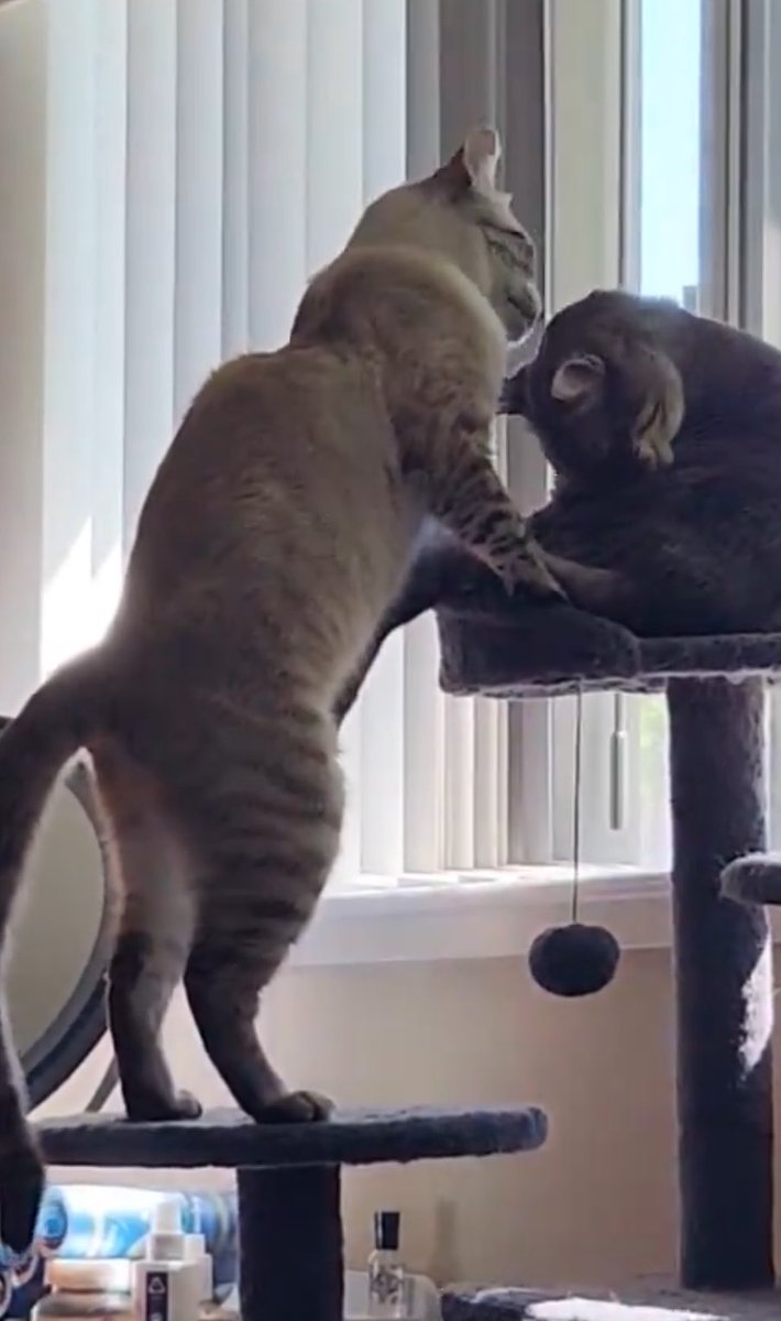 Friends of Bear Cat Rescue tweet media