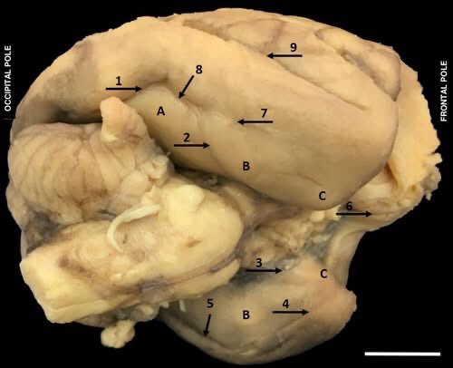 Editors of Anatomia, Histologia, Embryologia tweet media