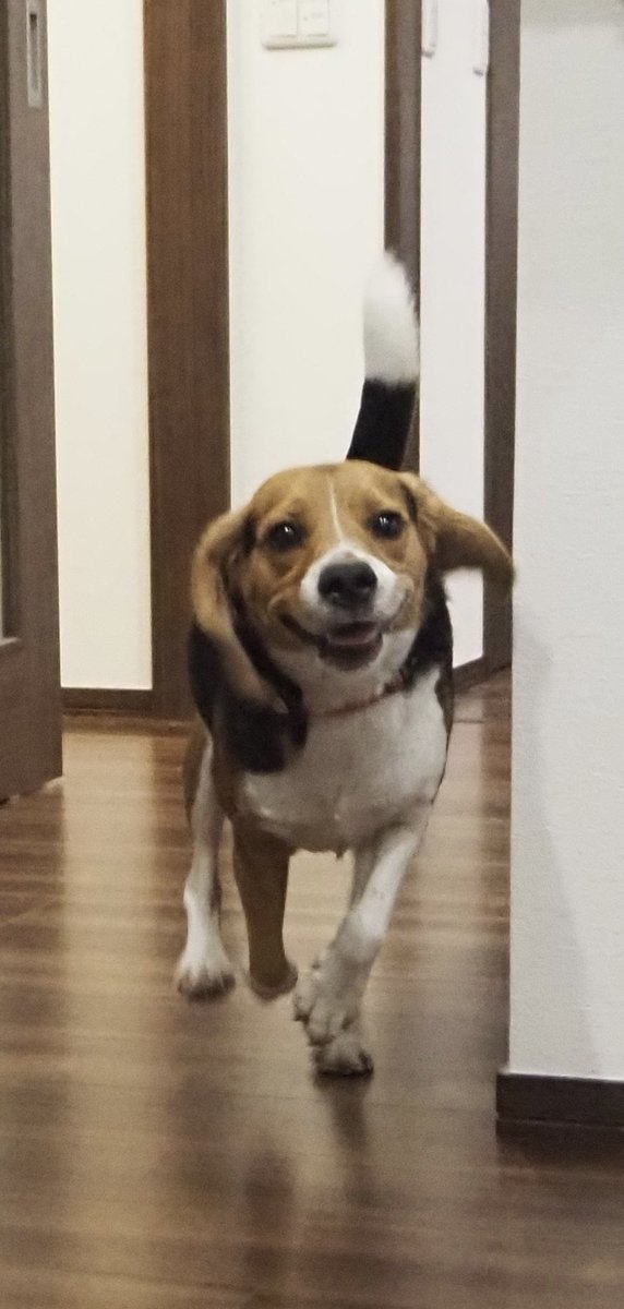 tomoe18's tweet photo. 嬉しそう笑

#Beagle https://t.co/5HNSVAg8tV