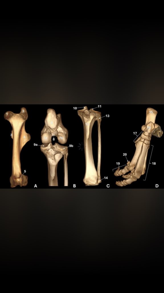 Editors of Anatomia, Histologia, Embryologia tweet media