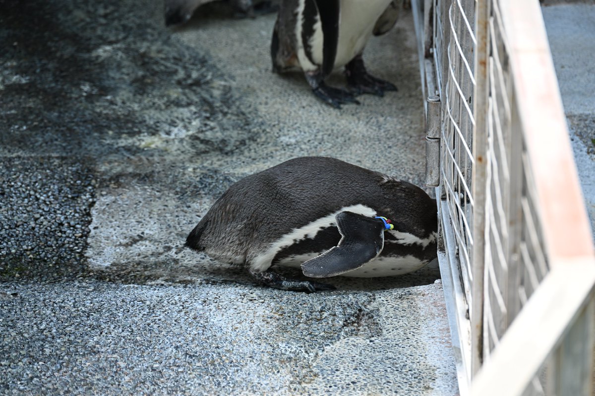 増すコン tweet media