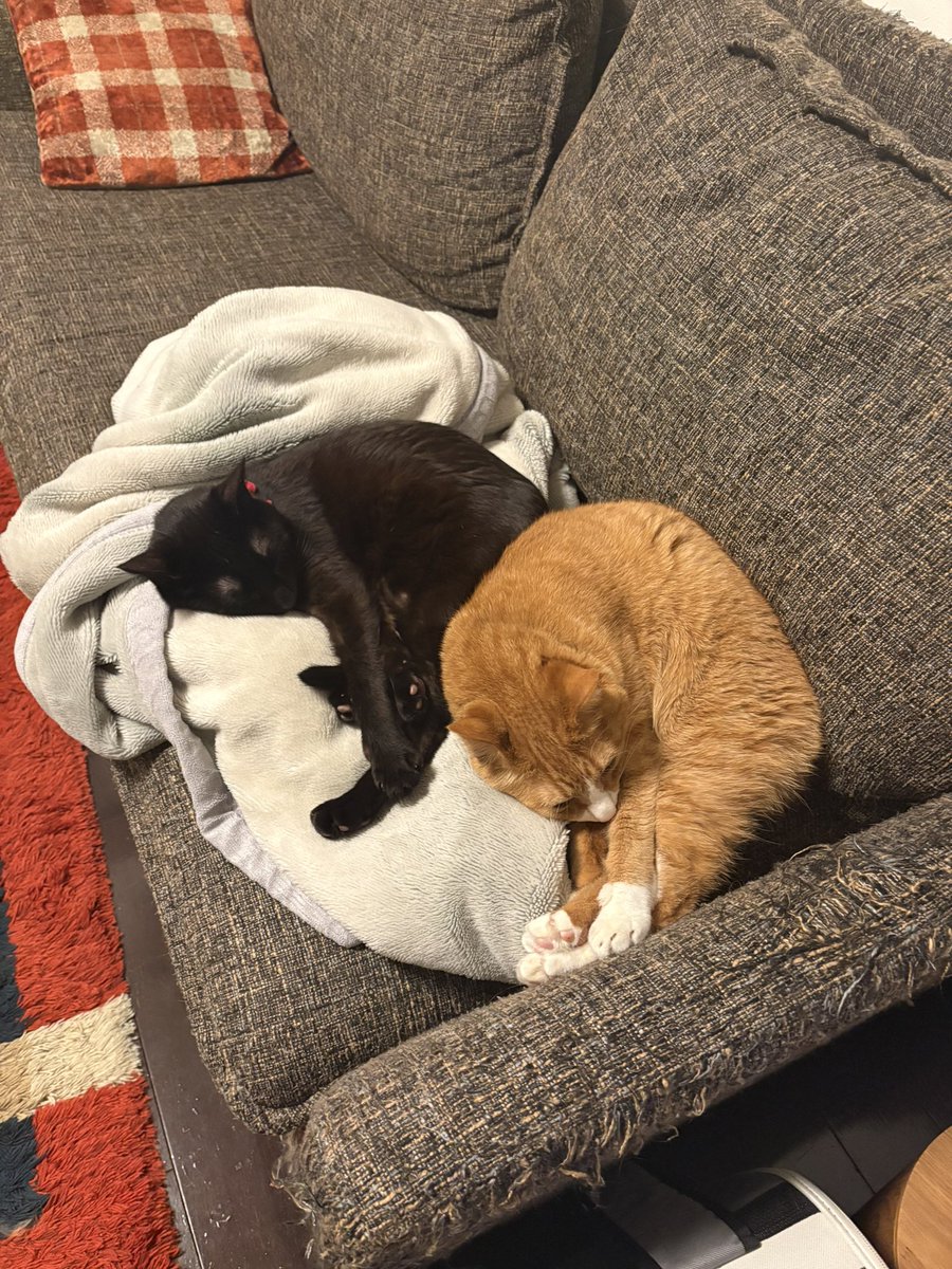 shutamaru558's tweet photo. 最近のしゅうちゃんまるちゃん🐈🐈‍⬛💕😍
相変わらず仲良しですよ🤭 https://t.co/LR8fAlh79R
