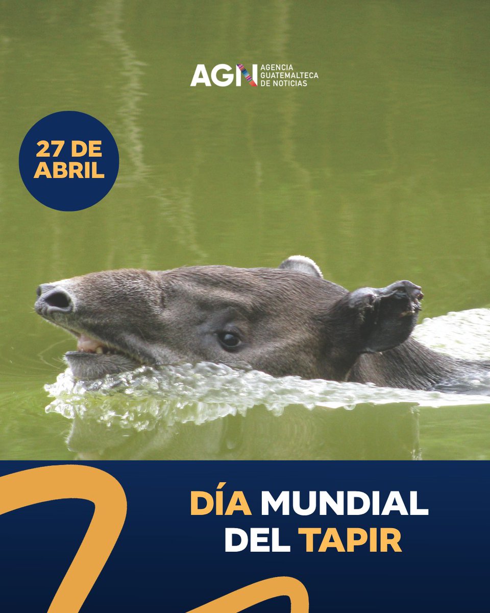 AGN_noticias's tweet photo. En el Día del Tapir celebramos a una de las especies más emblemáticas y esenciales de nuestros bosques 🌿🦛

El tapir centroamericano cumple un papel clave en los ecosistemas al dispersar semillas y contribuir al equilibrio natural. Protegerlo es también proteger nuestros recursos naturales.

#DíaDelTapir #Tapir #TapirCentroamericano #Fauna #VidaSilvestre #Conservación #Naturaleza #MedioAmbiente