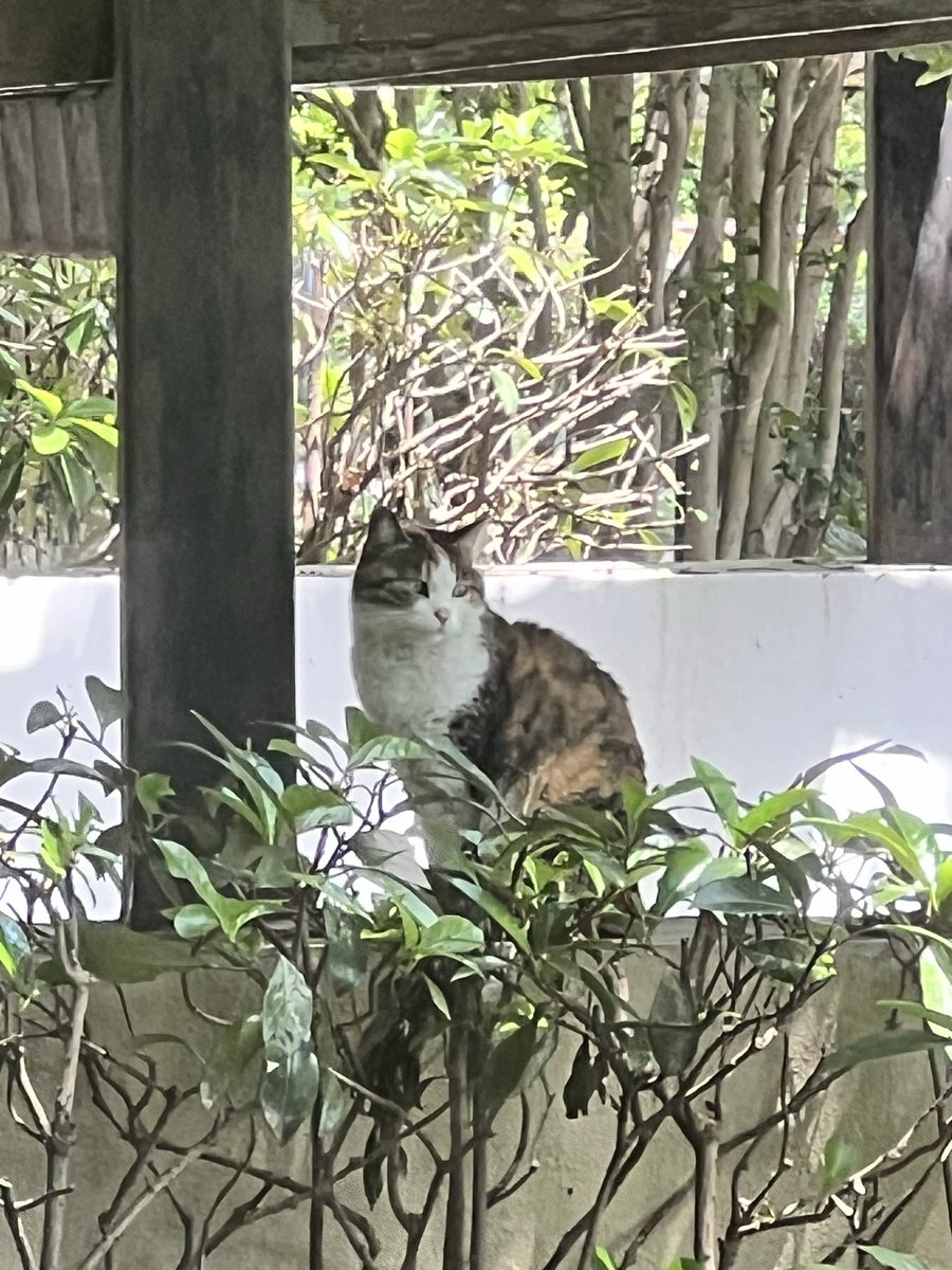 Yiju415236's tweet image. The neighborhood cat is sunbathing.🐈
#Cat 
#CatsOfTwitter 
#cat