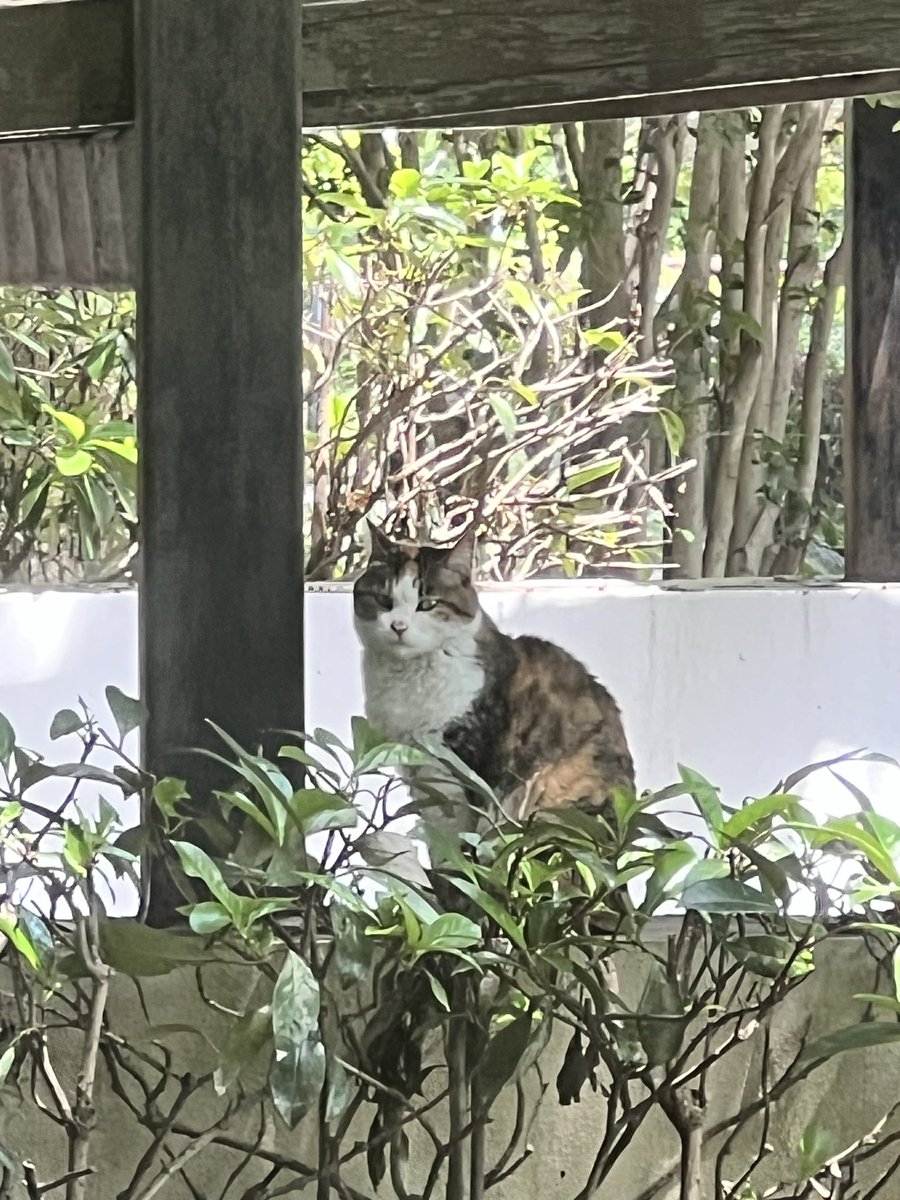 Yiju415236's tweet image. The neighborhood cat is sunbathing.🐈
#Cat 
#CatsOfTwitter 
#cat
