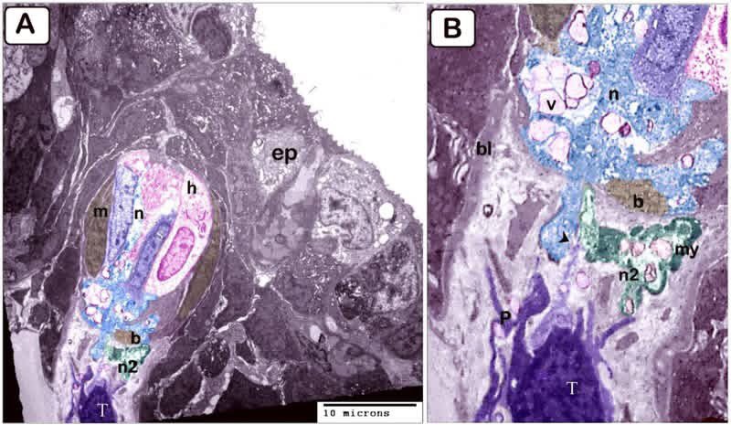 Editors of Anatomia, Histologia, Embryologia tweet media