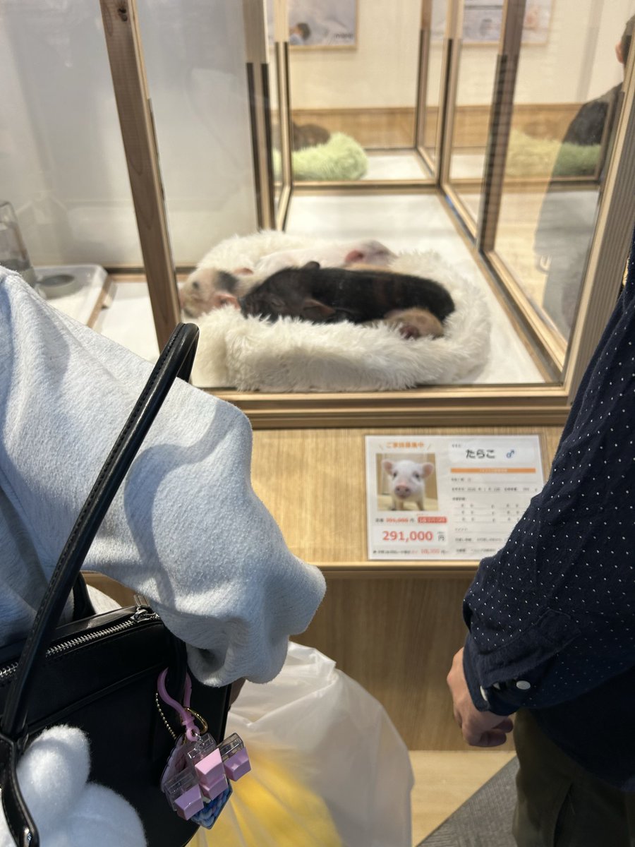 ラギン tweet media