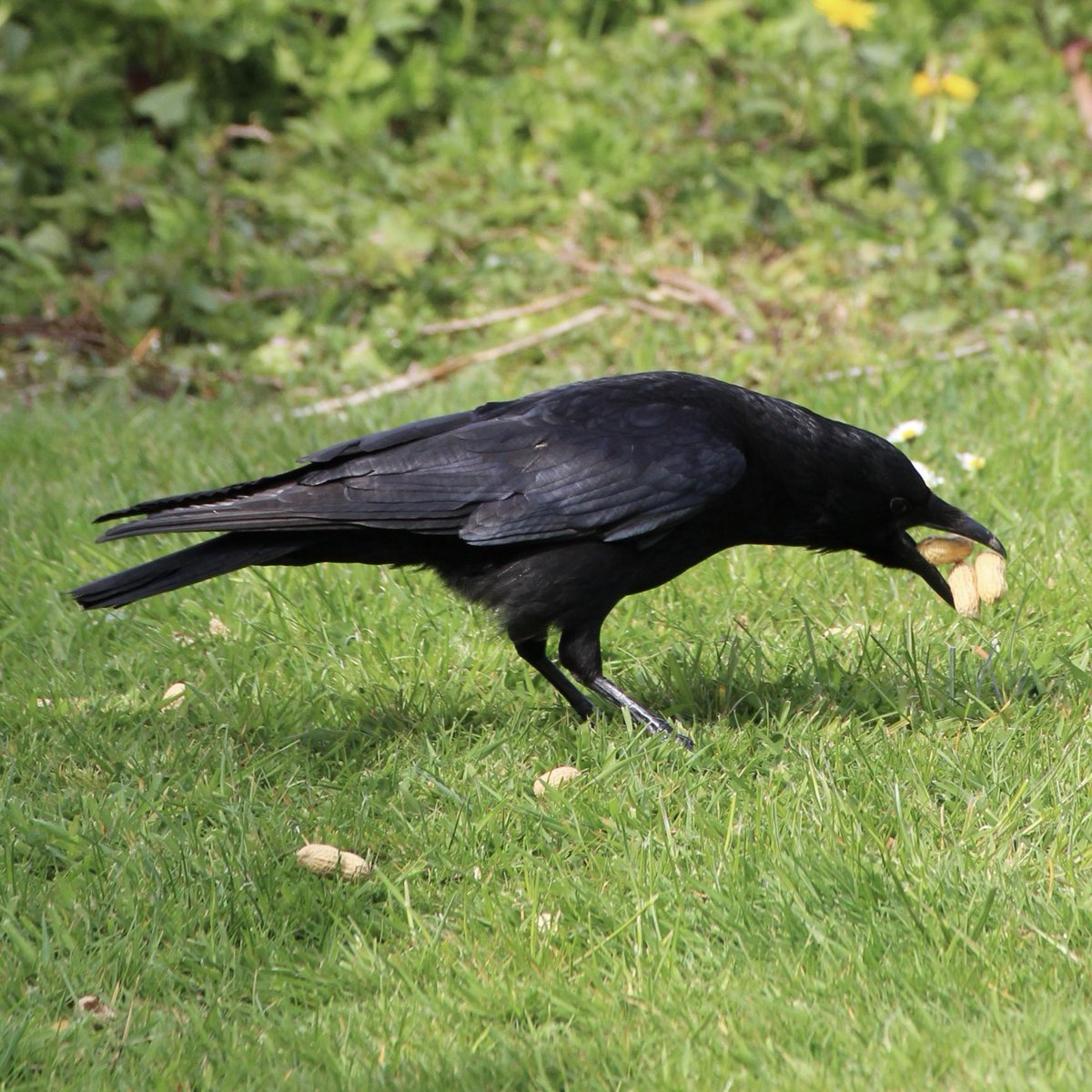 Boo’s Garden tweet media