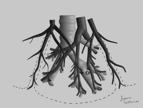 Editors of Anatomia, Histologia, Embryologia tweet media