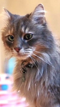 RappCatsAdopt's tweet image. A #SperryFest success story! Here's Loki looking suave in his new digs, all blinged out with a brand new collar... 
Our Adoption team's quick response to an inquiry earned this hunk a forever home! Thanks to everyone who stopped by our tent on a beautiful April Saturday! #cat