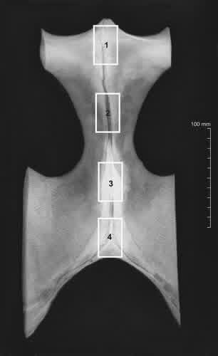 Editors of Anatomia, Histologia, Embryologia tweet media