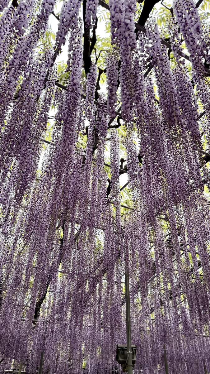 #あしかがフラワーパーク へ行ってきました。

藤の開花がかなり早いことを知り、GWでは間に合わない…！と突如決めました。開花状況、天気、私の都合で決めるので、つきあってくれるのは母くらいです🤣

名物の藤は最高に美しく、幻想的でした。今回は、つつじの勢いある美しさも印象に残りました。
