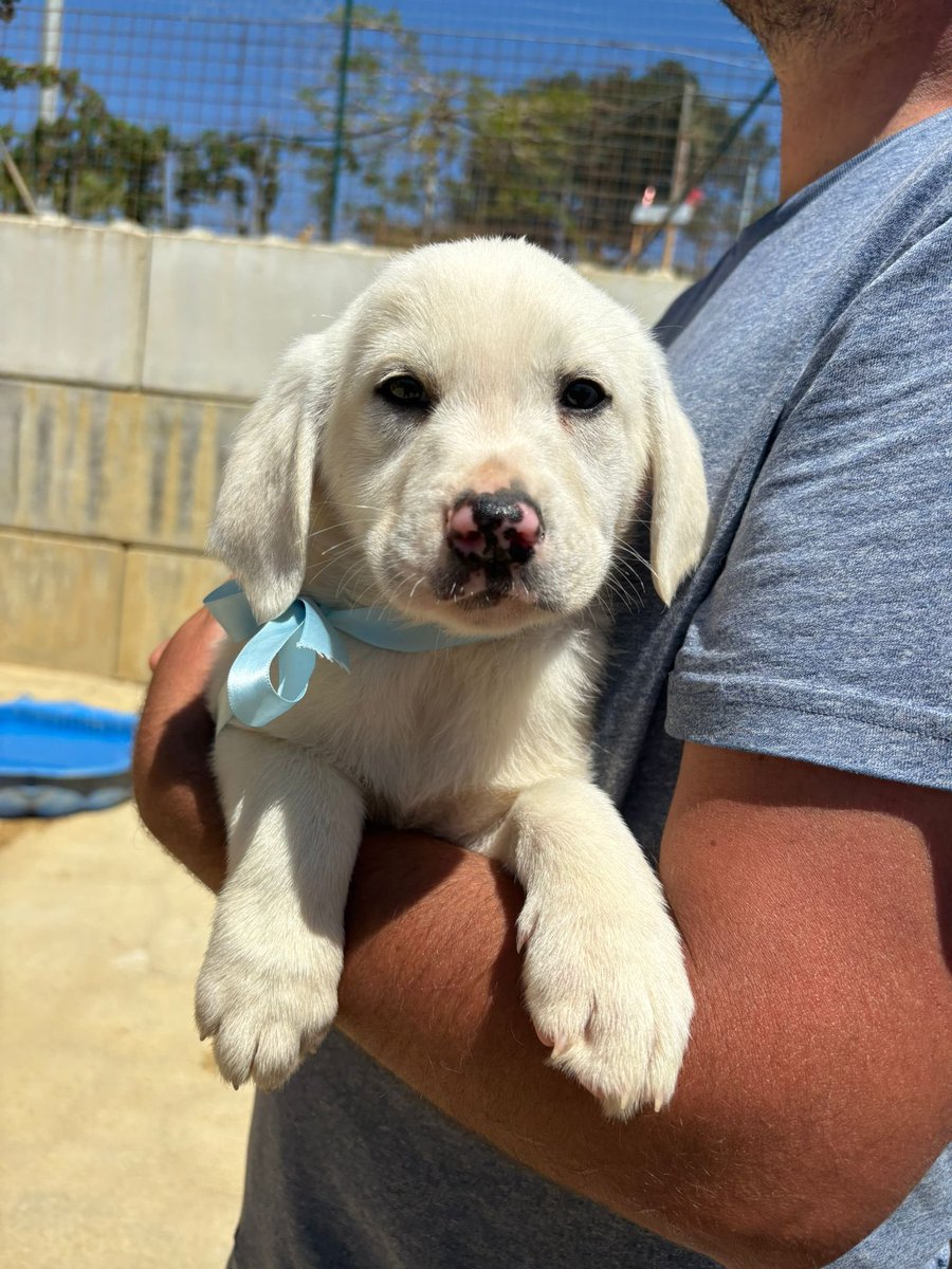 Associazione Ohana: i pelosi di Chiara tweet media