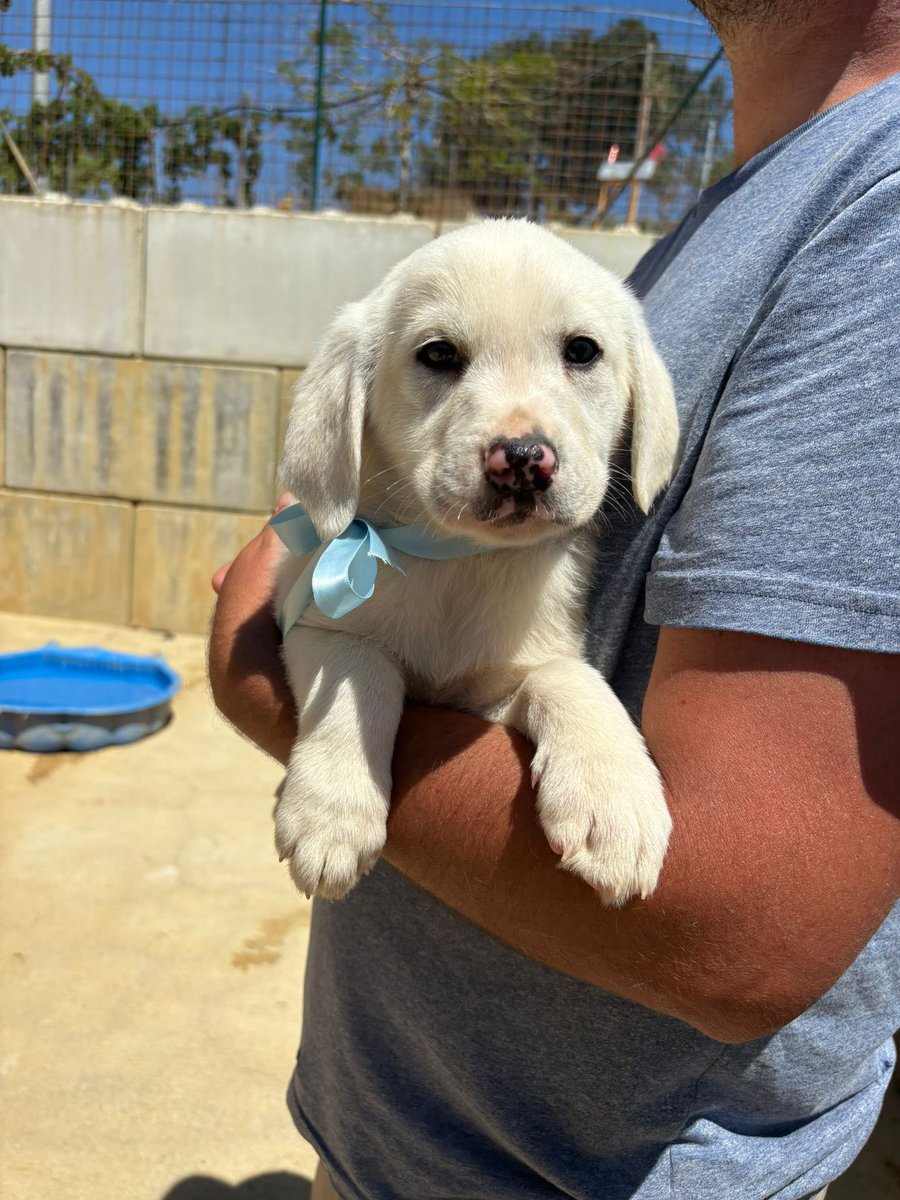 Associazione Ohana: i pelosi di Chiara tweet media