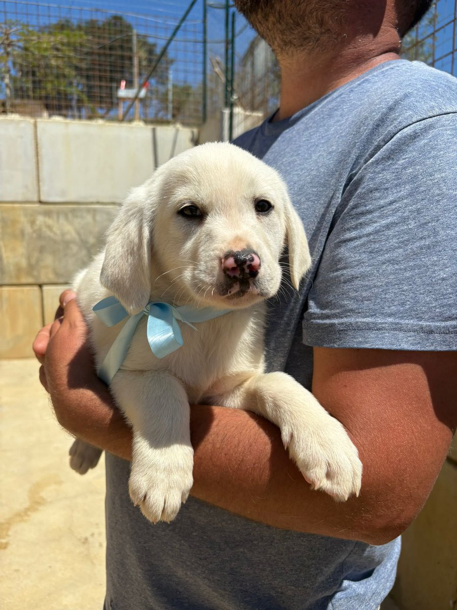 Associazione Ohana: i pelosi di Chiara tweet media