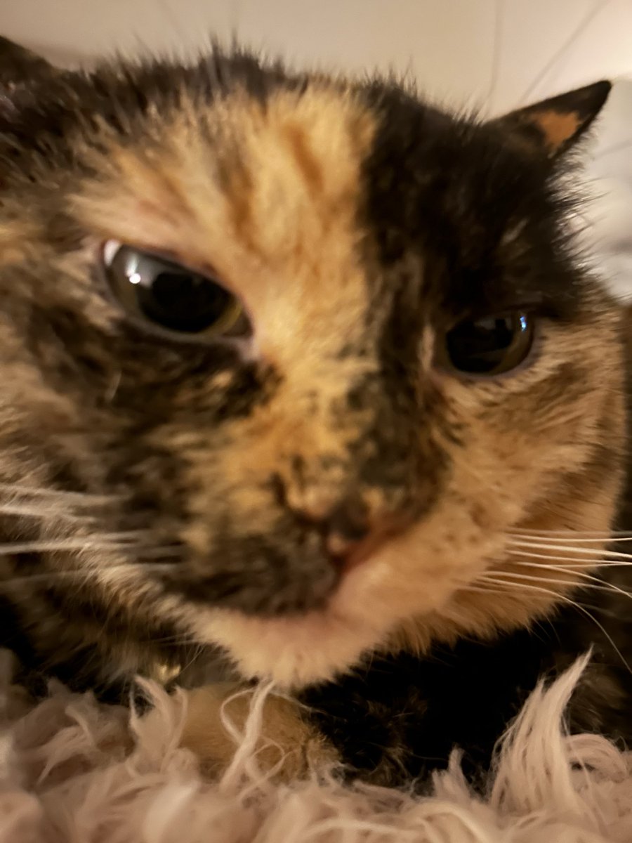 Missy Elliot III 🌈🐾 pinned! tweet media