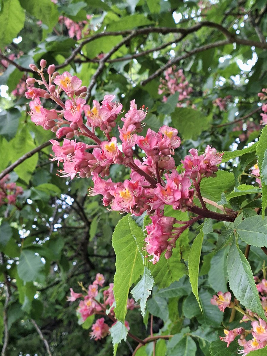 mycathardy's tweet image. Pink flowers of a Horse Chestnut #flowers #trees