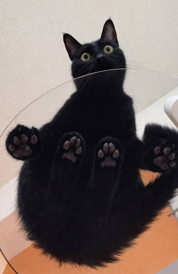 BezlikijChel123's tweet image. Good view.
#shitpost #opm #onepunchman #speedofsoundsonic