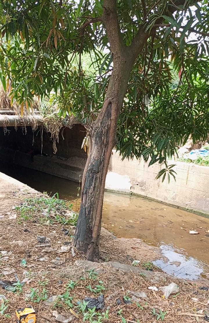 Save_OgunpaFR's tweet image. 📷1970s concrete-lined Ogunpa channel passing under Queen Elizabeth road at the bottom of Mokola Hill, 04/26

🌳🪵After the shock of the 1978 #flood #disaster, #OYSG quickly stepped up the #Ogunpa #River #Channelization #Project which had officially kicked off a year before. 

⏭️