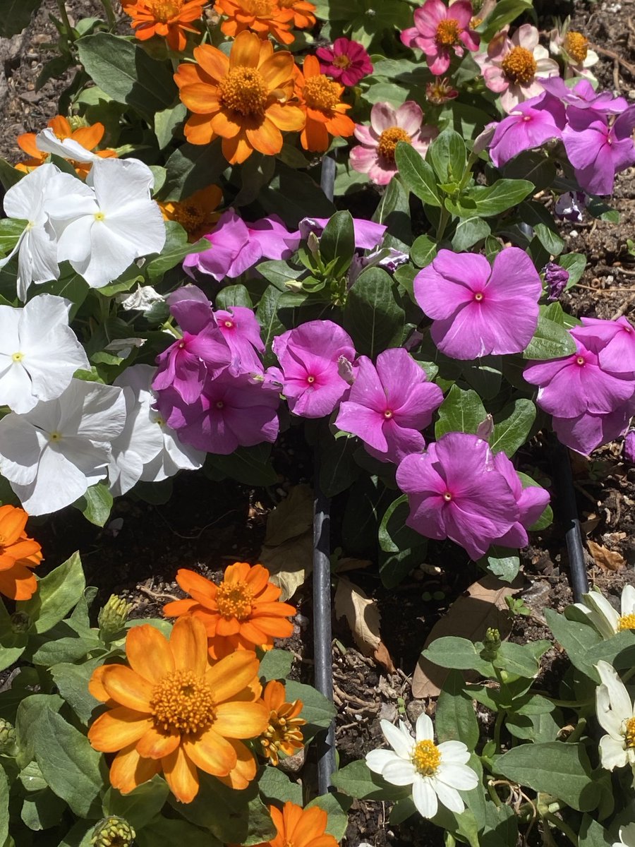 kathy_husser's tweet image. Yesterday’s walk was full of spring colors. Have a happy new week! #flowers #gardening 🌺🌸🌼