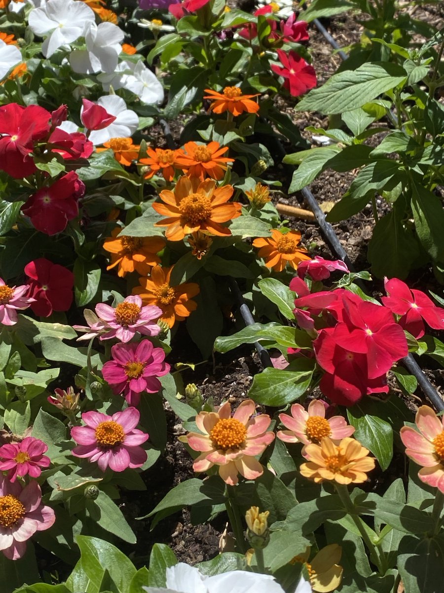 kathy_husser's tweet image. Yesterday’s walk was full of spring colors. Have a happy new week! #flowers #gardening 🌺🌸🌼