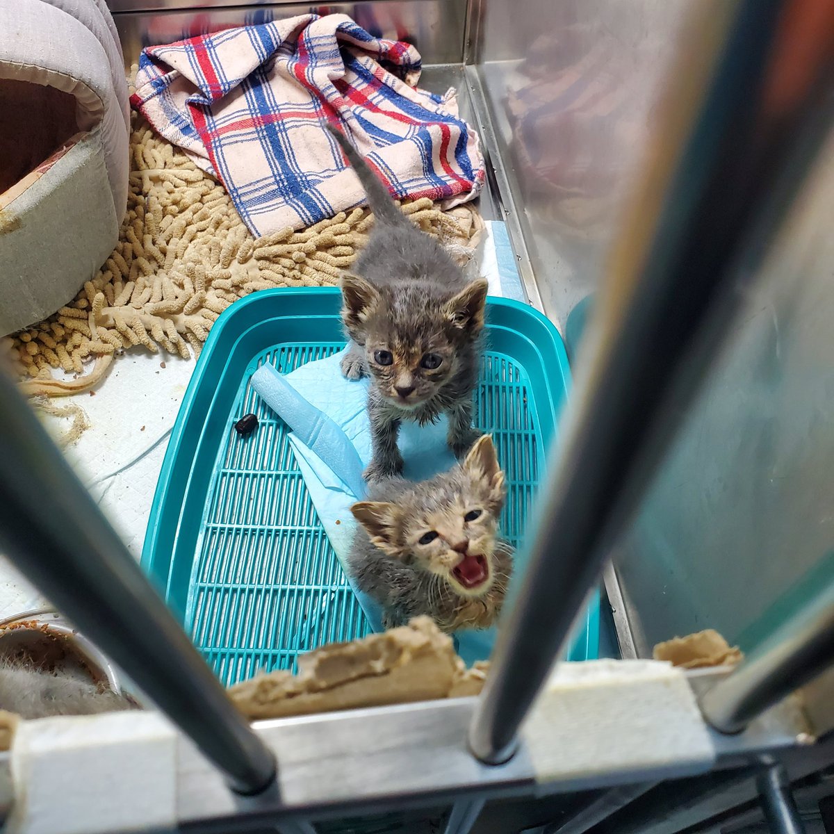 MBelyj2972's tweet image. Серый Букет #cat