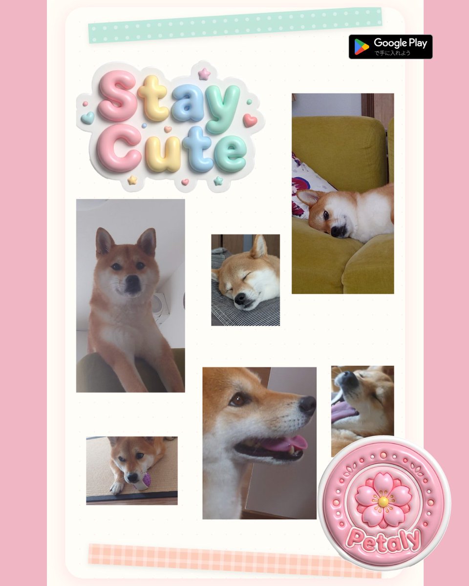 raypaslab's tweet image. Turned my shiba inu into stickers and filled my whole digital sticker book with his face 🐕✨ He's not amused 😂
play.google.com/store/apps/det…
#shibainu #kawaii #stickerbook #Petaly