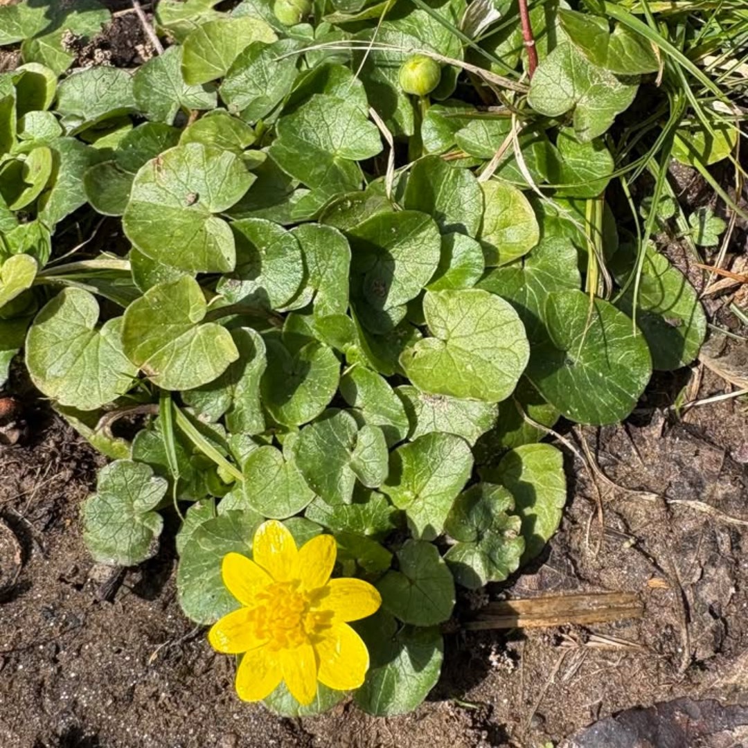 Wake County Parks tweet media