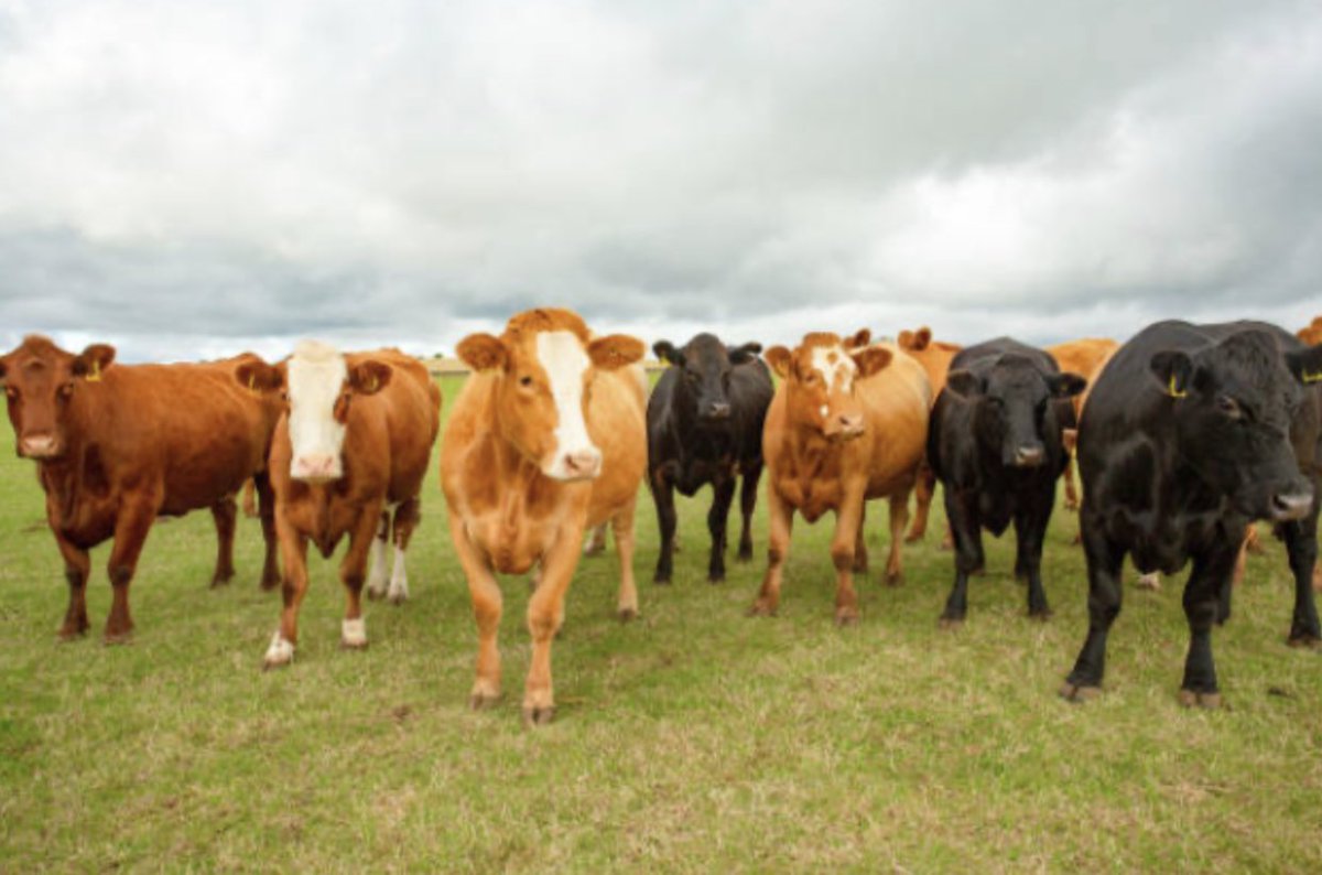 BeefProducerca's tweet photo. Beef Outlook: Tight Supply Supports Prices Despite Lower Production Forecast: https://t.co/yJ13IiUe3b https://t.co/MejWZ9plFW