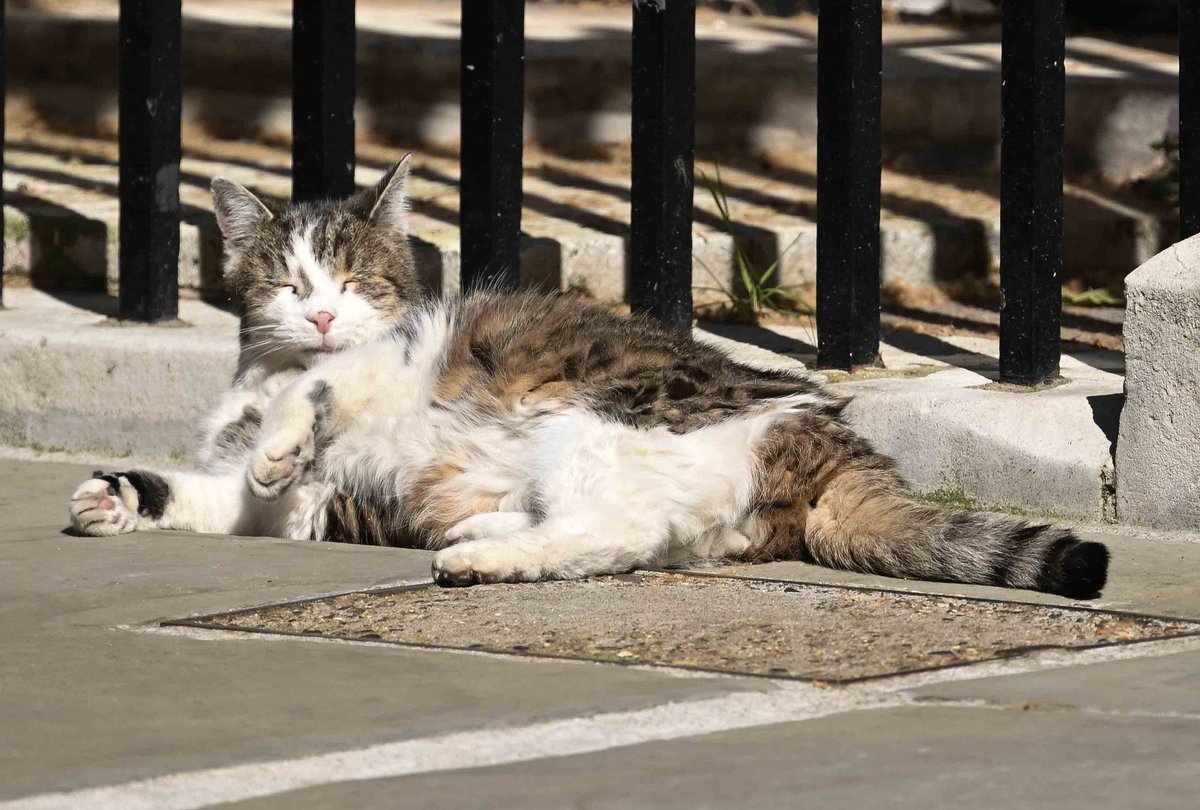 Larry the Cat tweet media