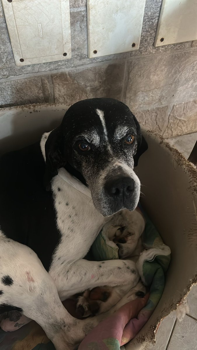 Zampette e Casette tweet media