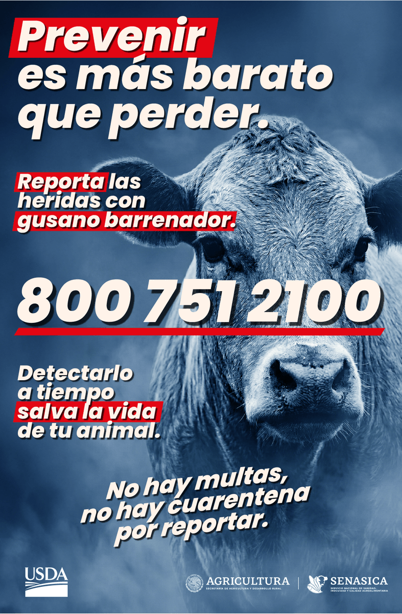 ¡Reporta a tiempo y salva a tus animales! Ante cualquier sospecha de #GusanoBarrenadorDelGanado, comunícate al 800 751 2100 o envía un WhatsApp al 55 39 96 44 62.  📞

Recuerda: no hay multas ni cuarentenas por reportar.  
¡Prevenir es más barato que perder! 🩺🐄 

#SaludAnimal