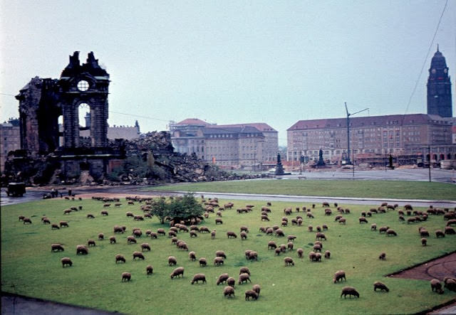 Using sheep as municipal lawnmowers in Dresden, 1960s.
