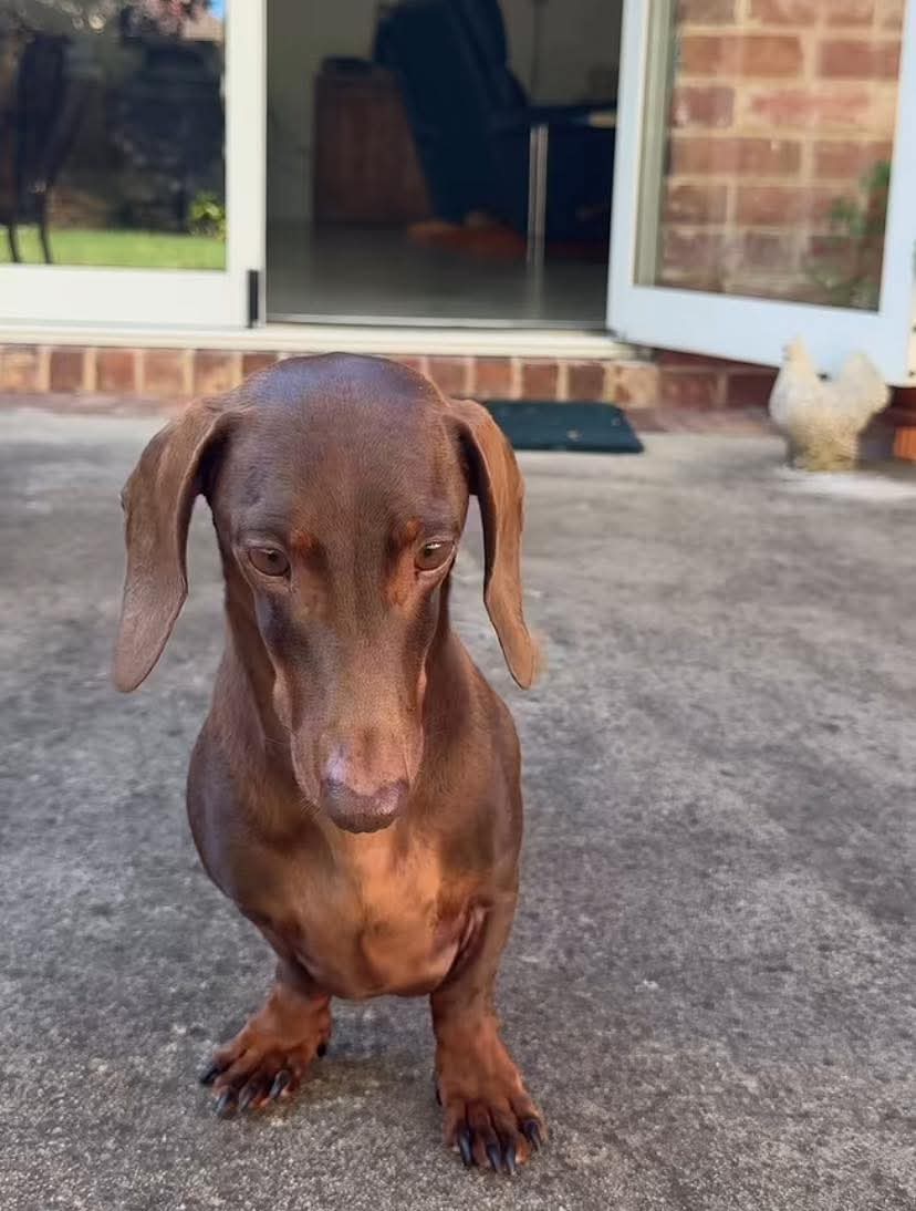 Dachshund Lovers tweet media