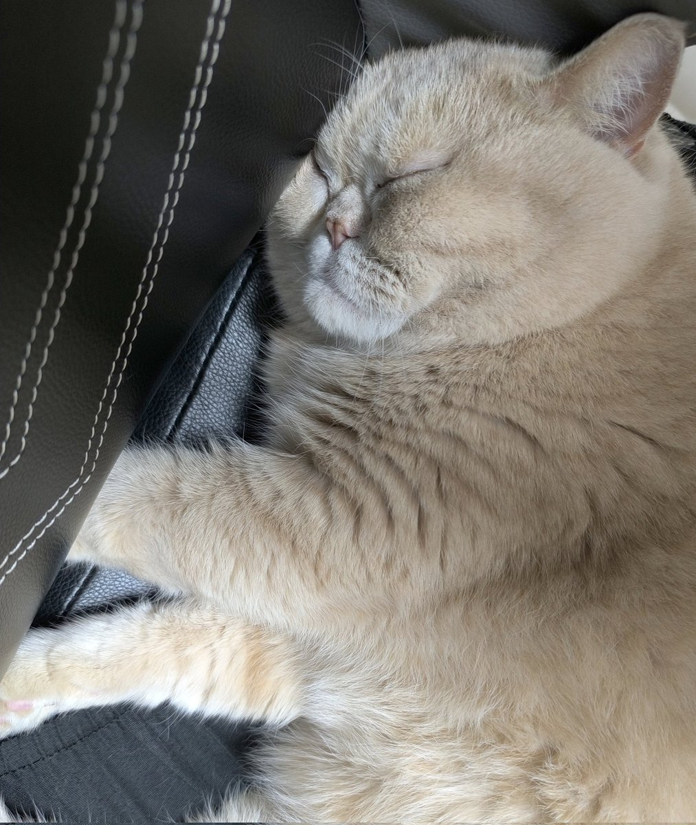 maomao_ekz0318's tweet image. それでは皆様おやすみにゃさい
( ᵕᴗᵕ )✩⡱

#猫好きさんと繋がりたい #cat
#猫のいる暮らし #ねこかわいいね
#エキゾチックショートヘア