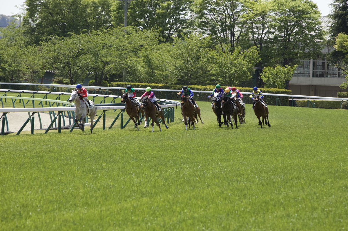 ushiropotun_223's tweet image. いつも撮らない場所から撮ってみた

#CanonEOSR
#競馬写真