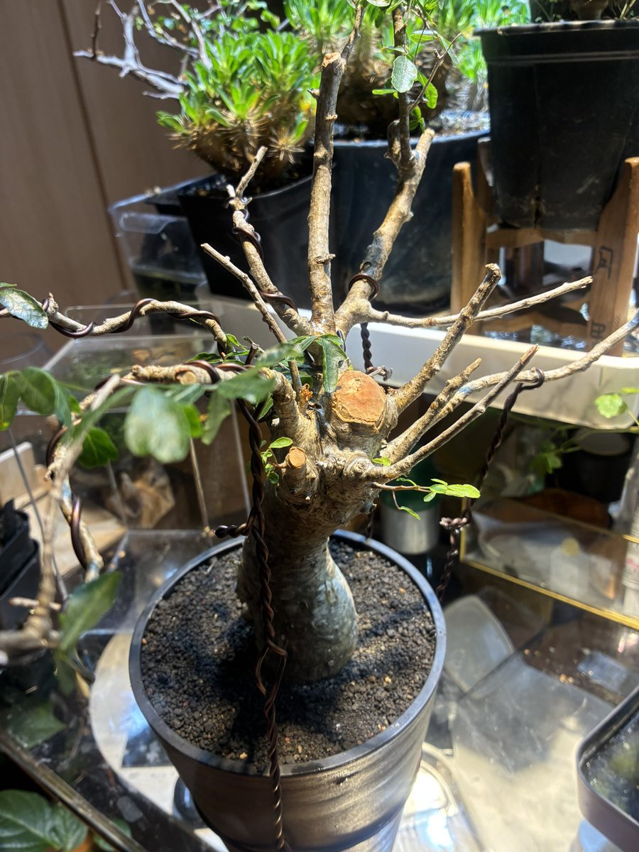 SMALLEST0722's tweet photo. 今日お迎えしたコミフォラ・フンベルティー　かわええ
#コミフォラ #Commiphora #Commiphorahumbertii https://t.co/GiAnk7VGcD