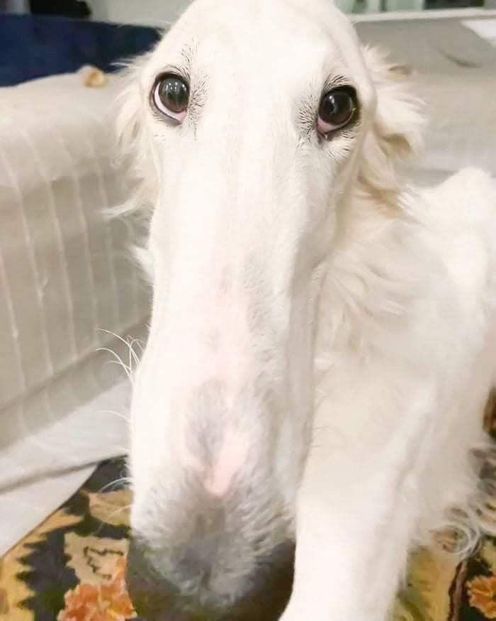 Yung Véa tweet media