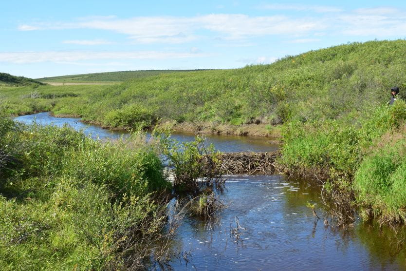 HySpeedGeo's tweet image. Beavers leave a trail as they head into the Arctic #satellitedata #earthobservation #beavers #climatechange
aru.ac.uk/news/beavers-l…