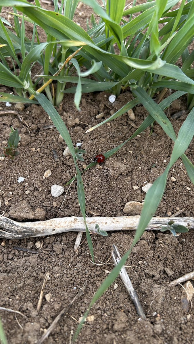 OlivierCOSTE2's tweet photo. Je cherchais derrière un couvert et je me suis arrêté chez une #Agriculture.
- Je cherchais les #coccinelles 🐞.
- J’ai trouvé.
- Je cherchais des #pucerons 🦟.
- J’ai trouvé @BONNIN1402,le #virus🦠 de
la #JNO dans son #Orge de printemps.
#VisMaVieDeArc #FrAgTw https://t.co/GeQKLOBTFB