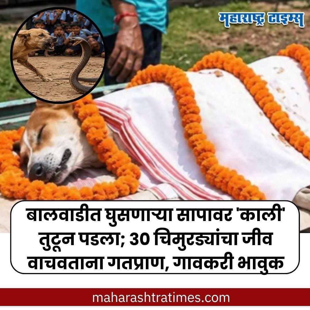 निष्पाप लहान लेकरांचा जीव वाचवण्यासाठी काली नावाचा कुत्रा विषारी सापाला भिडली. मुलांचा जीव वाचवण्यासाठी त्यानं विषारी सापाशी संघर्ष केला. या संघर्षात त्याचा जीव गेला. पण काही लहान मुलांचा जीव वाचला. ही हृदयद्रावक घटना ओडिशाच्या मयूरभंज जिल्ह्यात घडली.
