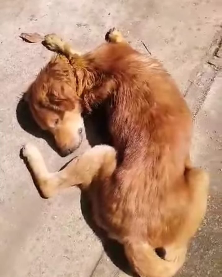 Animal SOS Sri Lanka tweet media